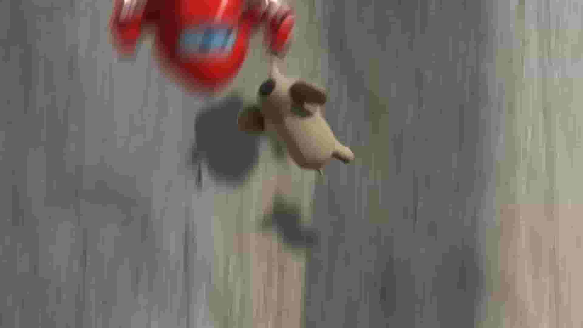 پخش فیلم