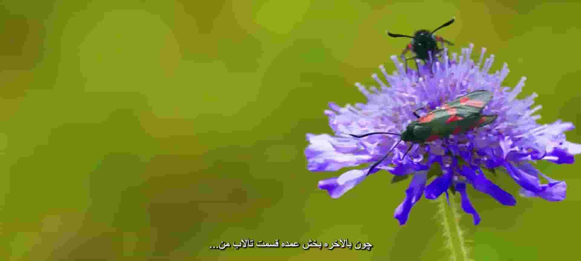 پخش فیلم