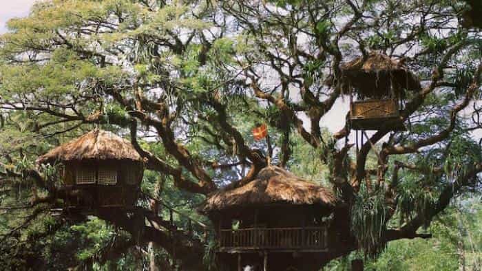 نقد و بررسی فیلم خانواده سوئیسی رابینسون (1960) | چی‌بینو