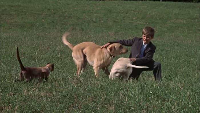 نقد و بررسی فیلم سفر شگفتانگیز محصول سال 1963 | چیبینو