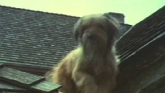 نقد و بررسی فیلم بنجی محصول سال 1974 | چی‌بینو