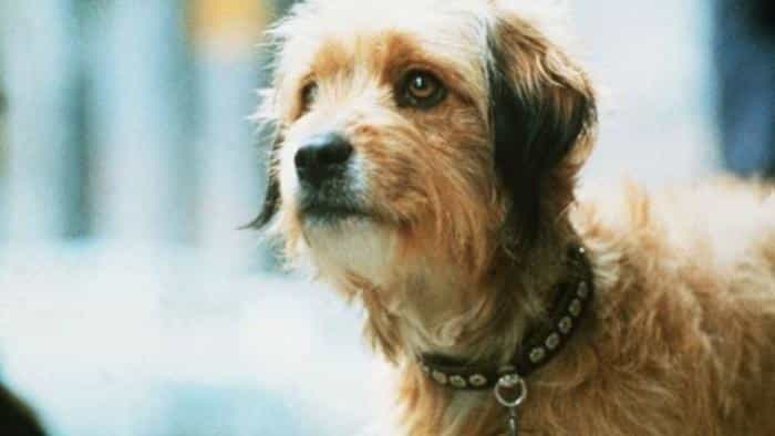 نقد و بررسی فیلم بنجی محصول سال 1974 | چی‌بینو