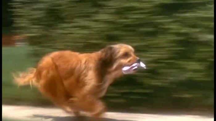 نقد و بررسی فیلم بنجی محصول سال 1974 | چی‌بینو