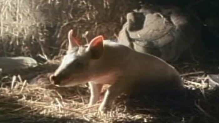 نقد و بررسی فیلم عزیزم محصول سال 1995 | چی‌بینو