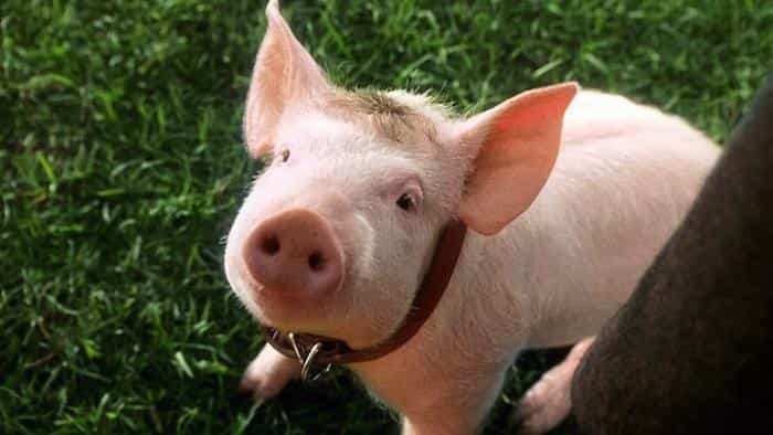 نقد و بررسی فیلم عزیزم محصول سال 1995 | چی‌بینو