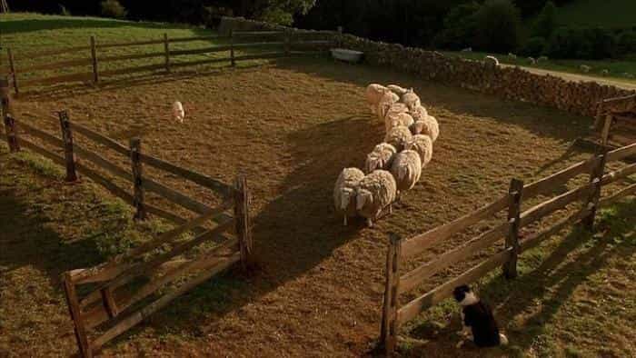 نقد و بررسی فیلم عزیزم محصول سال 1995 | چی‌بینو