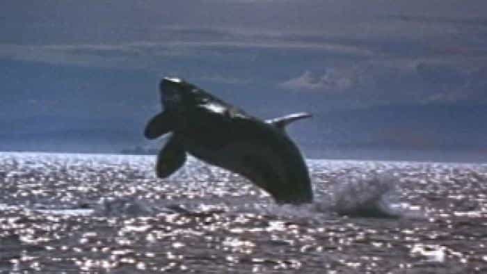 تماشای فیلم نهنگ آزاد ۲: ماجراجویی به سوی خانه (1995)