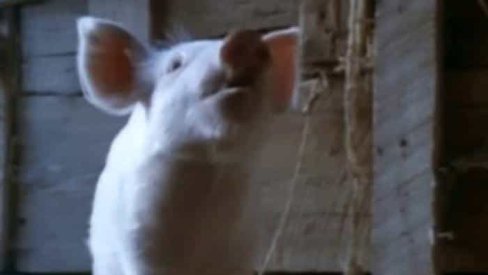 نقد و بررسی فیلم گوردی محصول سال 1994 | چی‌بینو