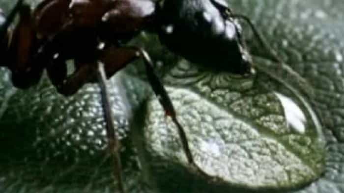 نقد و بررسی فیلم میکروکاسموس محصول سال 1996 | چی‌بینو