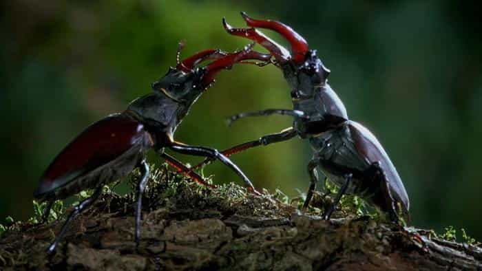 نقد و بررسی فیلم میکروکاسموس محصول سال 1996 | چی‌بینو