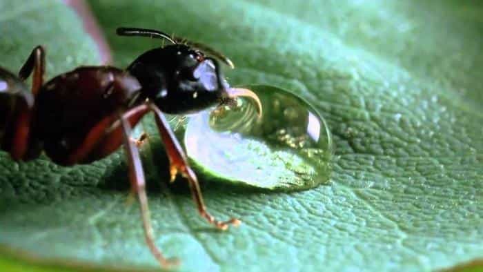 نقد و بررسی فیلم میکروکاسموس محصول سال 1996 | چی‌بینو