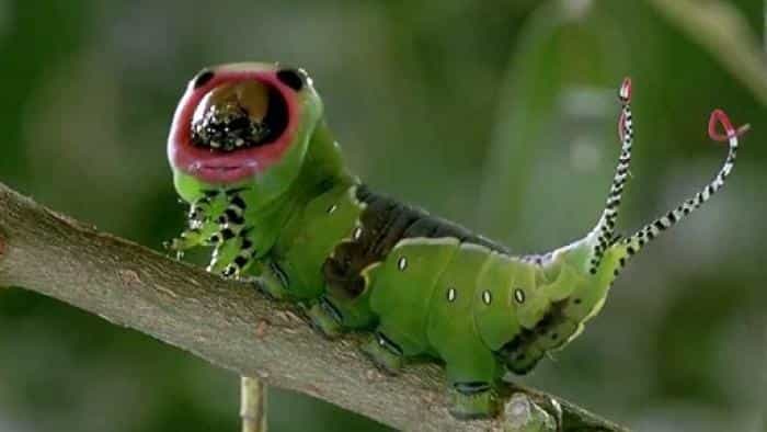 نقد و بررسی فیلم میکروکاسموس محصول سال 1996 | چی‌بینو