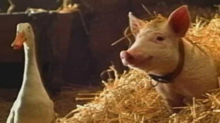 نقد و بررسی فیلم بچه: خوک در شهر محصول سال 1998 | چی‌بینو