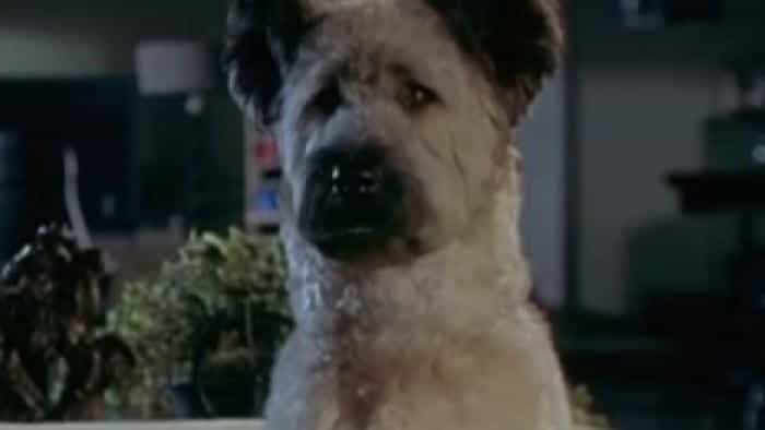 نقد و بررسی فیلم سگ کاراته محصول سال 2005 | چی‌بینو