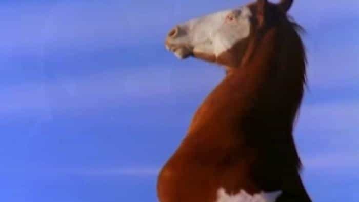 نقد و بررسی فیلم عاشق اسب محصول سال 2001 | چی‌بینو
