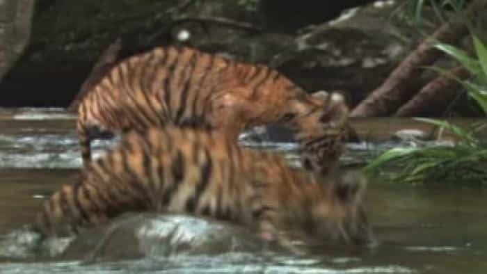 نقد و بررسی فیلم دو برادر محصول سال 2004 | چی‌بینو