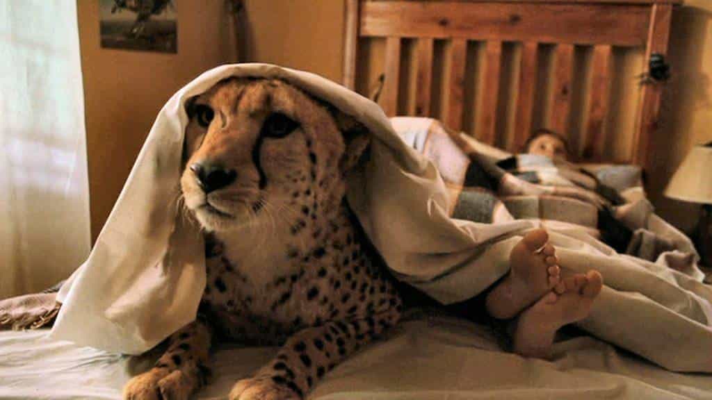 تماشای فیلم دوما محصول سال 2005 | چی‌بینو