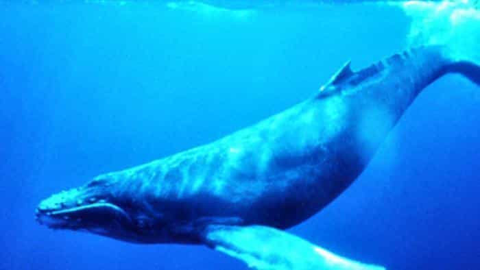 تماشای فیلم سیاره زمین محصول سال 2007 | چیبینو