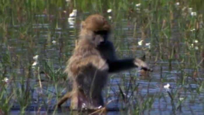 تماشای فیلم سیاره زمین محصول سال 2007 | چیبینو