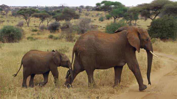 تماشای فیلم سیاره زمین محصول سال 2007 | چیبینو