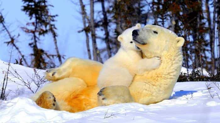 تماشای فیلم سیاره زمین محصول سال 2007 | چیبینو