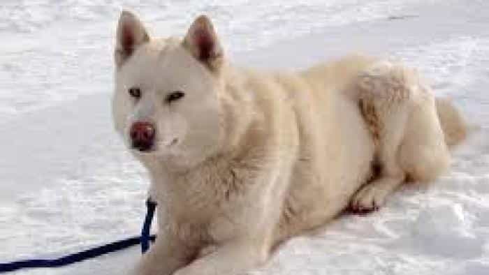 تماشای فیلم هشت درجه زیر صفر محصول سال 2006 | چی‌بینو