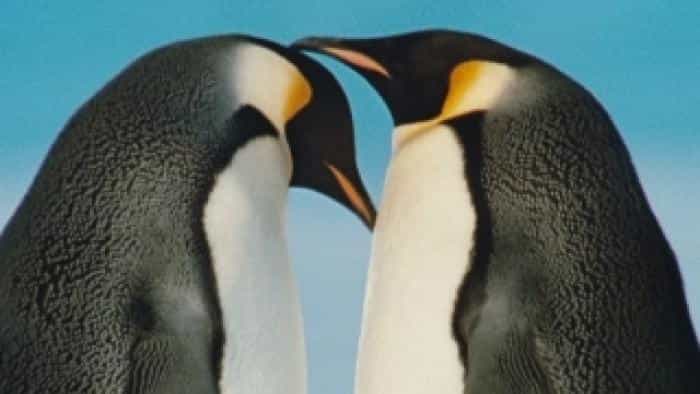 تماشای فیلم رژه پنگوئن‌ها محصول سال 2005 | چی‌بینو