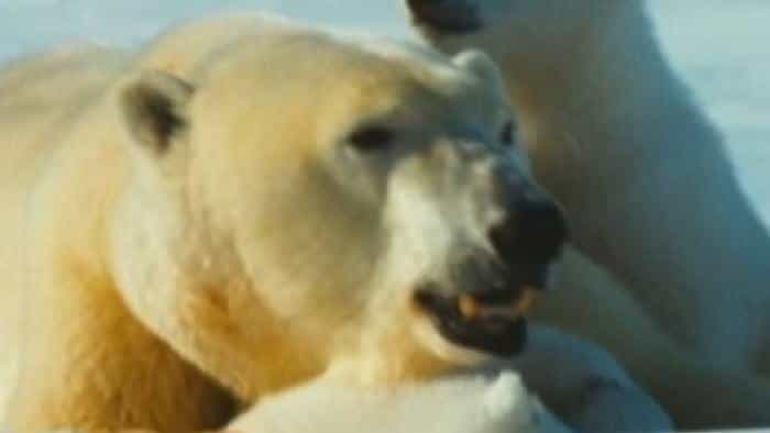 تماشای فیلم افسانه قطب شمال محصول سال 2006 | چی‌بینو