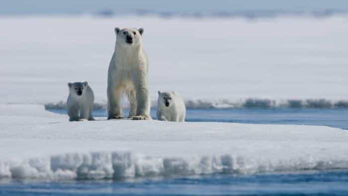 تماشای فیلم افسانه قطب شمال محصول سال 2006 | چی‌بینو