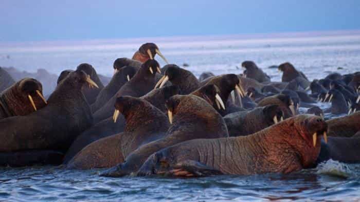 تماشای فیلم افسانه قطب شمال محصول سال 2006 | چی‌بینو