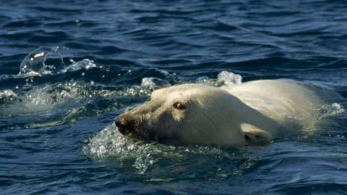 تماشای فیلم افسانه قطب شمال محصول سال 2006 | چی‌بینو