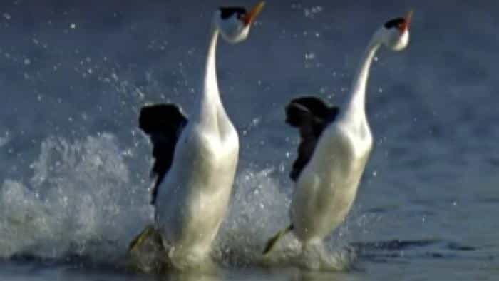 نقد و بررسی سریال زندگی محصول سال 2007 | چی‌بینو