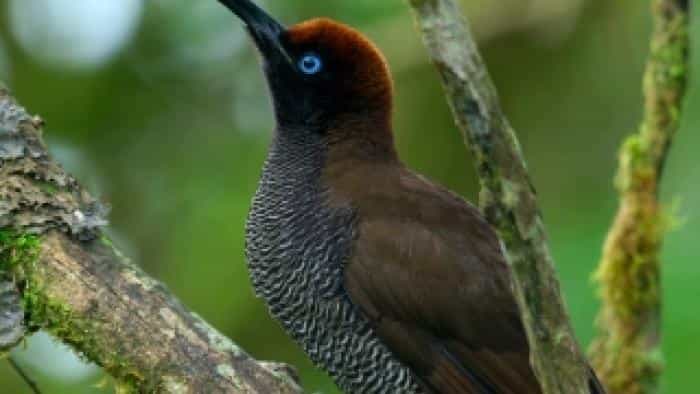 تماشای فیلم رقص با پرندگان محصول سال 2019 | چی‌بینو