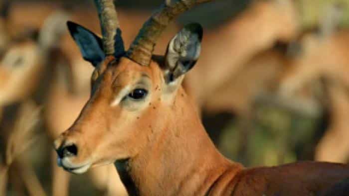 نقد و بررسی سریال ملکه های شجاع محصول سال 2020 | چی‌بینو