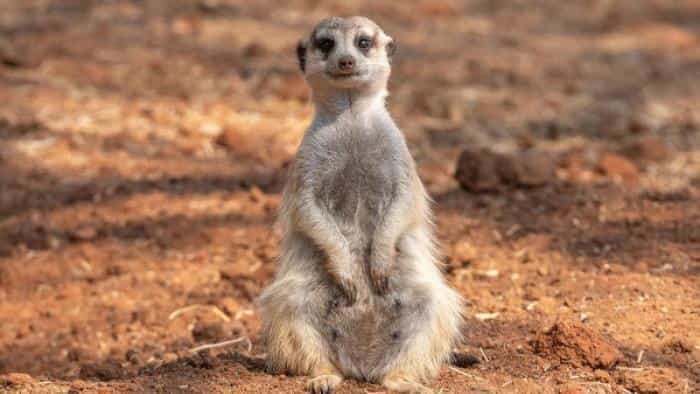 نقد و بررسی سریال ملکه های شجاع محصول سال 2020 | چی‌بینو