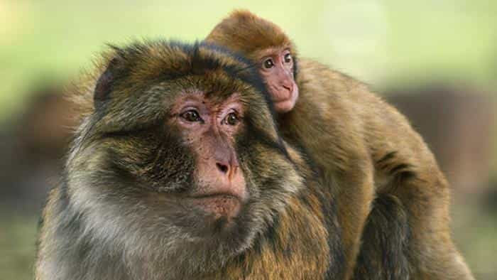 نقد و بررسی سریال ملکه های شجاع محصول سال 2020 | چی‌بینو