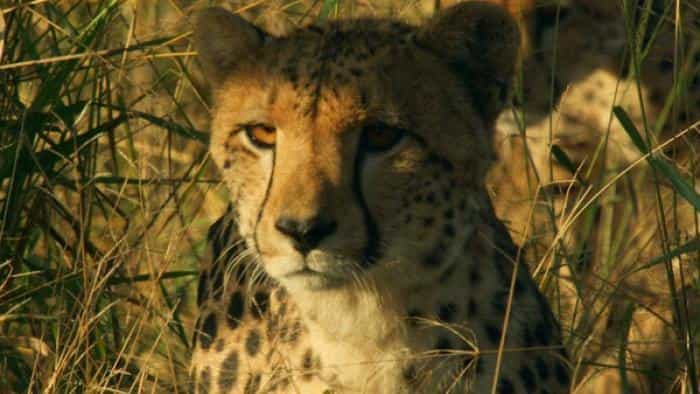 نقد و بررسی سریال ملکه های شجاع محصول سال 2020 | چی‌بینو