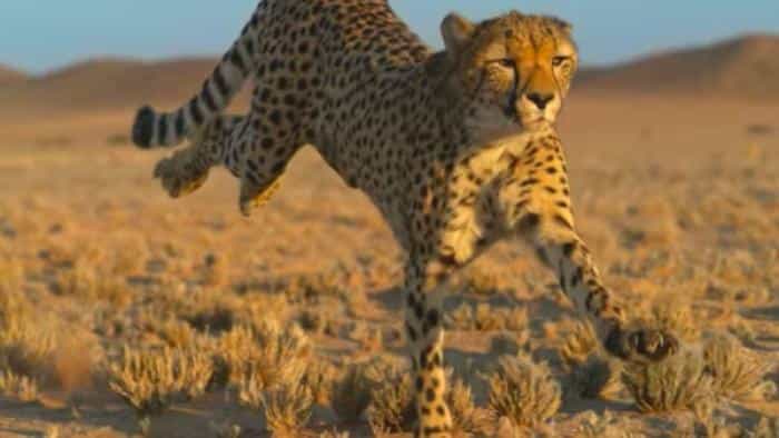 نقد و بررسی سریال ملکه های شجاع محصول سال 2020 | چی‌بینو