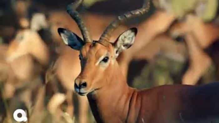 نقد و بررسی سریال ملکه های شجاع محصول سال 2020 | چی‌بینو