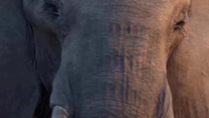 تماشای فیلم فیل محصول سال 2020 | چی‌بینو