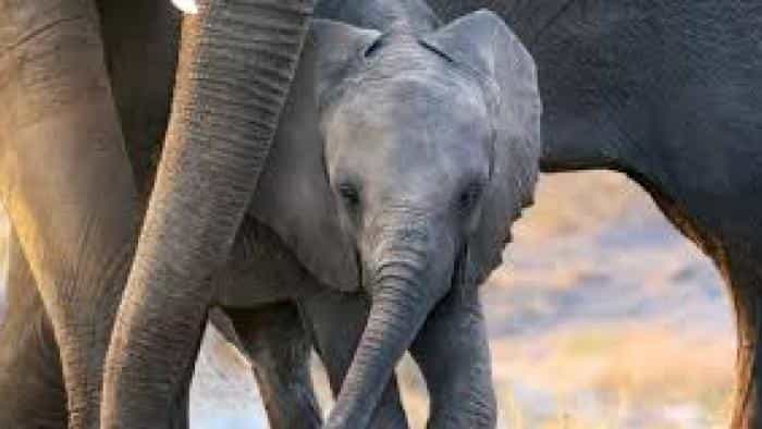 تماشای فیلم فیل محصول سال 2020 | چی‌بینو