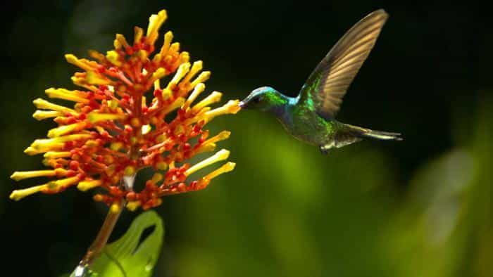 تماشای فیلم بال‌های زندگی محصول سال 2011 | چی‌بینو