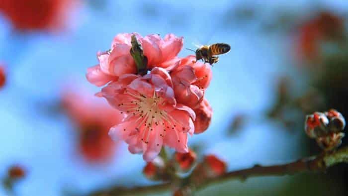 تماشای فیلم بال‌های زندگی محصول سال 2011 | چی‌بینو