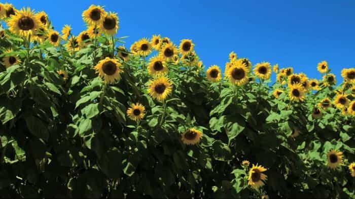 تماشای فیلم بال‌های زندگی محصول سال 2011 | چی‌بینو