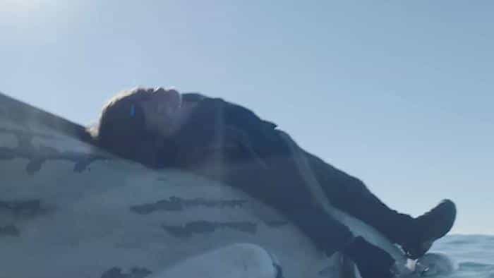 تماشای سریال مردگان متحرک: دریل دیکسن (2023) | چیبینو