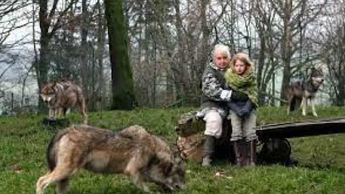 نقد و بررسی فیلم میشا و گرگ‌ها محصول سال 2021 | چی‌بینو