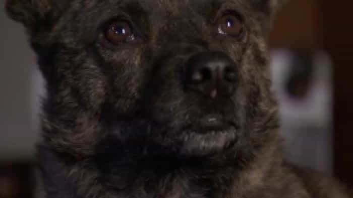 نقد و بررسی فیلم اولین سگ محصول سال 2010 | چی‌بینو