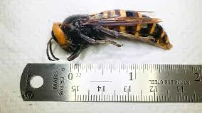 نقد و بررسی فیلم حمله زنبورهای قاتل محصول سال 2021 | چی‌بینو