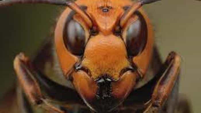 نقد و بررسی فیلم حمله زنبورهای قاتل محصول سال 2021 | چی‌بینو