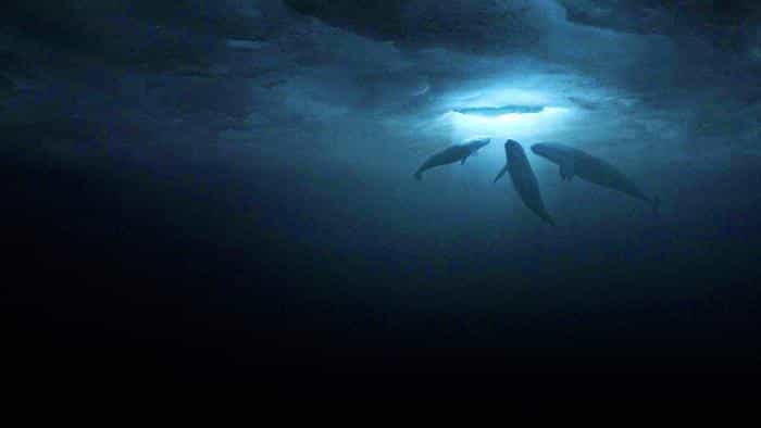 تماشای فیلم نجات بزرگ محصول سال 2012 | چی‌بینو